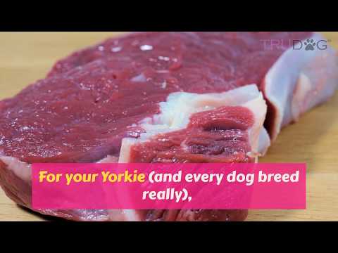 What to feed your Yorkie?