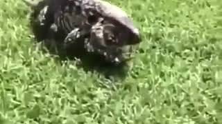 Download lagu Video ngagetin lucu biawak mp3