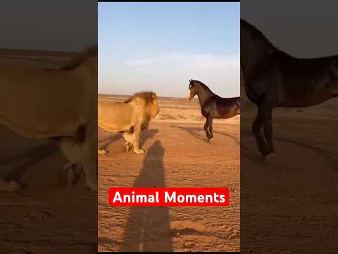 7 Unexpected Animal Moments Caught on Camera