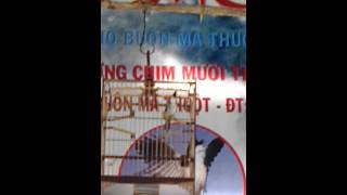 VIDEO0493