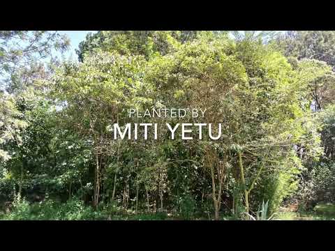 Tiny Forest 100sq  Metres in 2 years.