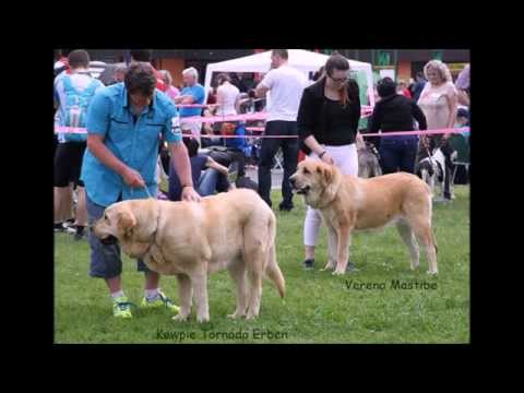Club dog show of KMDPP in Hlučín, 9.5.2015