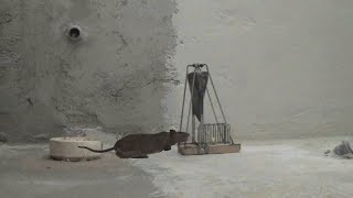 The rate and the trap. Trap to the guillotine. Rat trap