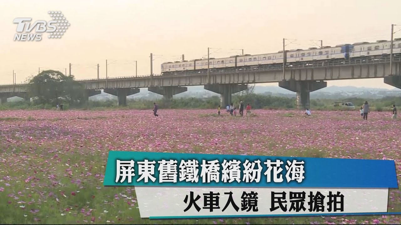 屏東舊鐵橋繽紛花海 火車入鏡民眾搶拍