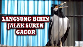 Download lagu JALAK SUREN  EFEKTIF UNTUK PANCINGAN JALAK YANG JARANG BUNYI  #jalaksurengacor mp3