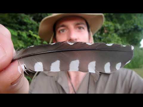 Bird Feathers Tell Secrets