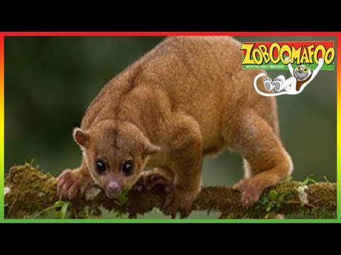 🐒 Zoboomafoo 257 | Super Claw | Animal shows for kids | Full Episodes | HD 🐒