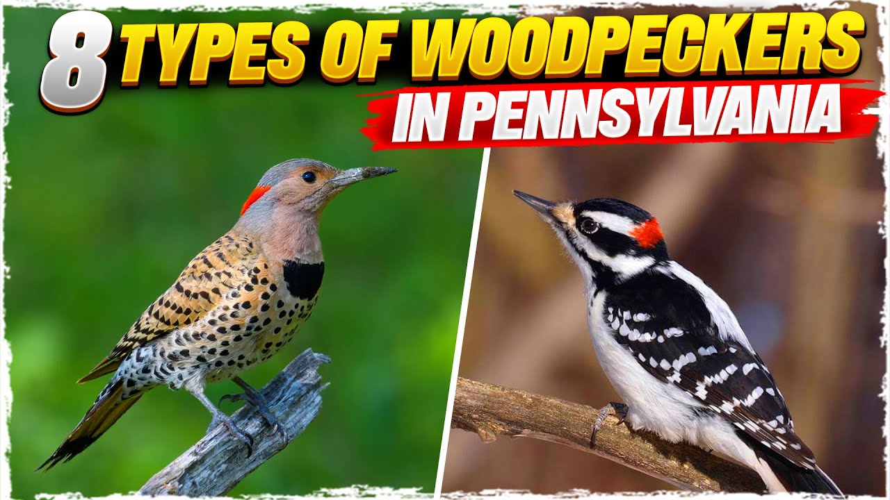 How many types of woodpeckers are there in Pennsylvania? Tipseri