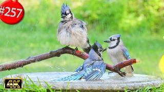 Best of Relaxing TV for Cats 😻12 Hours of Uninterrupted Birds 🐦 Birdbath & Flowers Cat TV @LensMyth