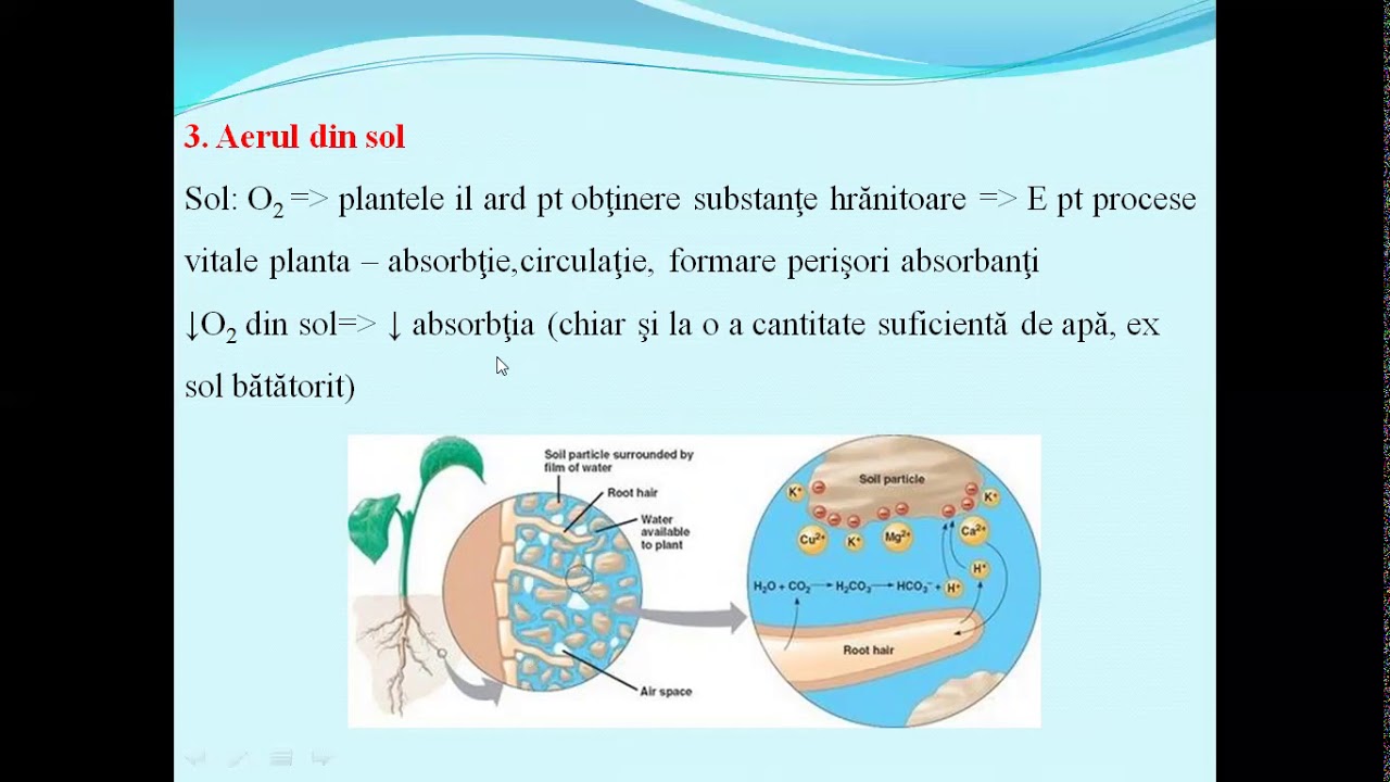 Watch Influenta Factorilor De Mediu Asupra Fotosintezei Now INFLUETA FACTORILOR DE MEDIU ASUPRA ABSORBTIEI LA PLANTE -Lectii de biologie clasa a VI-a