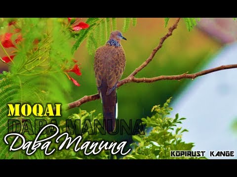Moqai - Daba Manuna