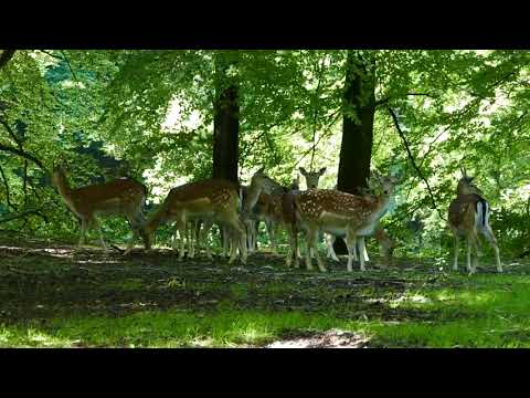 herd of deer in the forest | hd deer video 2020