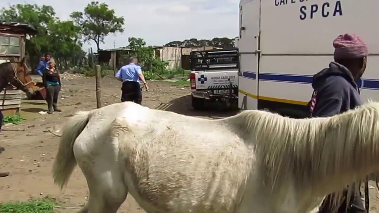 Cart Horse Protection confiscates neglected horses