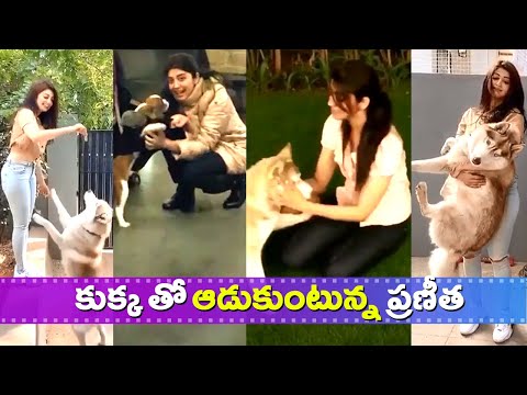 Heroine Pranitha Subhash Playing with her Pet Dog. | Tollywood Celebrities