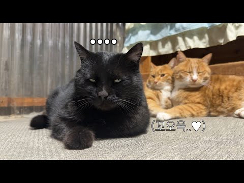 매서운 칼바람에 몸이 언 고양이들, 따뜻한 온돌집에서 사이좋게 녹여요.