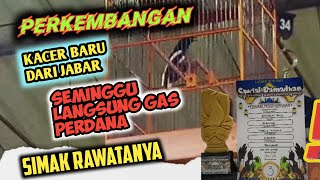 Download lagu SETINGAN LOMBA PERDANA KACER BARU DI HARI  KE 7 mp3