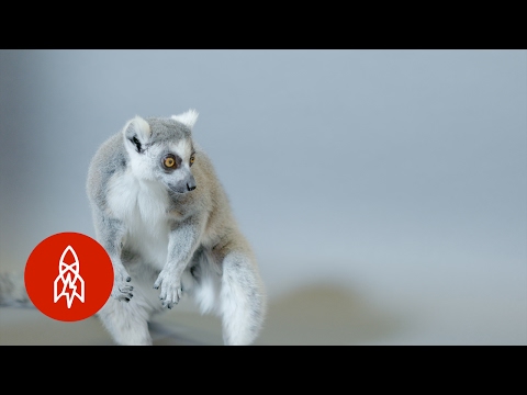 The Ring-Tailed Lemur Fights Off Deforestation