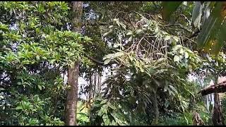 Download lagu Testimoni ECO FARMING pada pohon Durian & Pohon Manggis mp3 Download lagu Testimoni ECO FARMING pada pohon Durian & Pohon Manggis mp3
