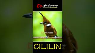 Download lagu Masteran CILILIN gacor mp3