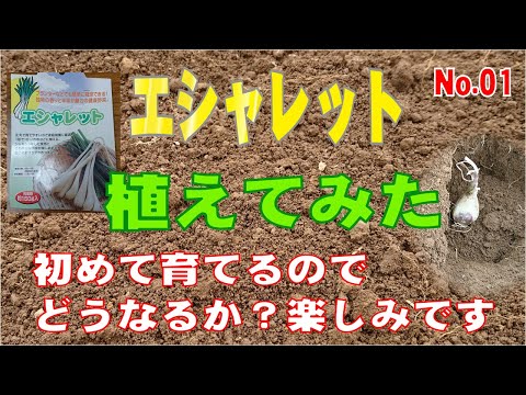 エシャロットを植える：どうやって植えるの？どの品種を選ぶべきですか？  庭園