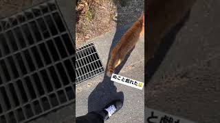 ぬことのお戯れ🐱#shorts
