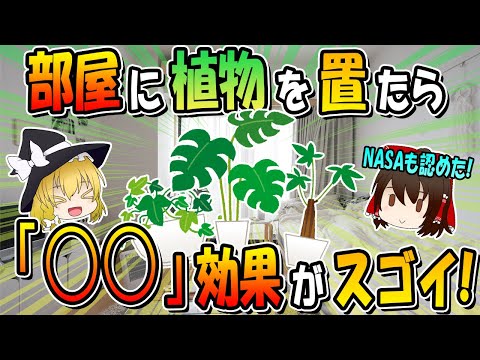 癒しの熱意 植物