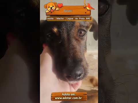 Vídeo do cachorro Baster, em Lagoa da Prata-MG