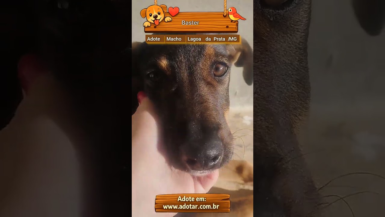 Cachorro raça SRD-ViraLata idade 2 a 6 meses nome Baster
