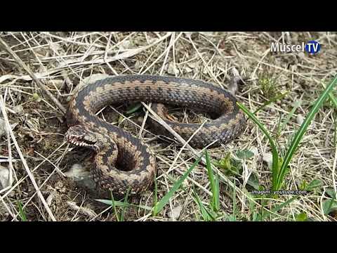 Jurnal MUSCEL TV  12.05.2022 Ce trebuie să faceți dacă sunteți mușcați de viperă