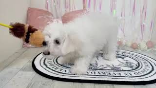 ビションフリーゼの動画01