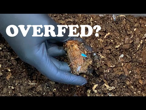Too Much Food In My Tiny Worm Bin! How I Deal With Overfeeding In My Vemicompost Bins | Worm Farm