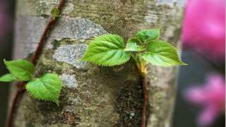 Ronnie Laws - Stay Awake [w/ lyrics]