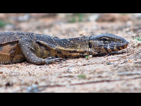 Up close And Personal With A Lizard