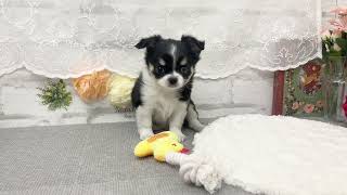 チワワ(ロング)の動画01