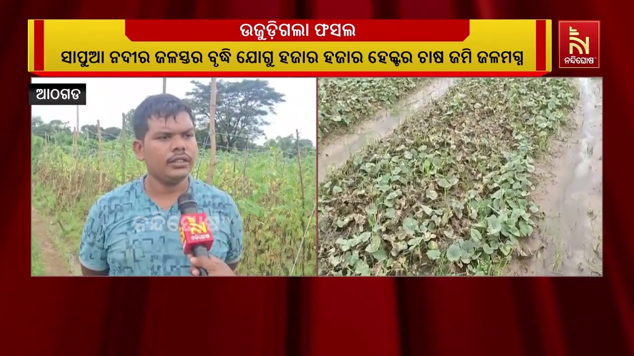 ଆଠଗଡ ବ୍ଲକ ପୁରୁଣା ପତଣ୍ଡା ଅଞ୍ଚଳରେ ଚାଷୀ ନିରାଶ