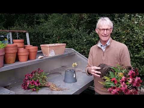 Echinacea SunMagic root system 22 10 03