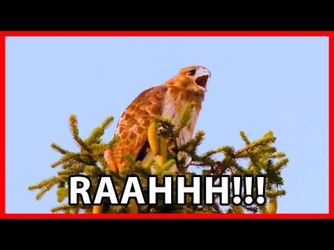 Red-tailed Hawk Calls and Screech Sounds — viaceré varianty volania myšiaka červenochvostého.