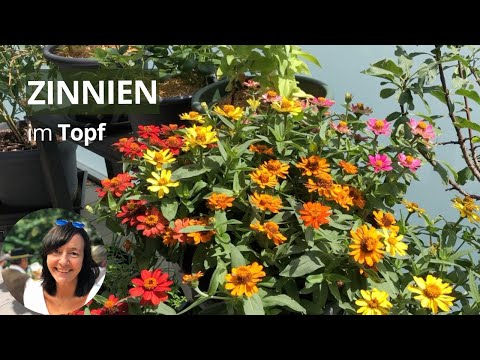 Zinnien im Topf anbauen - die wichtigsten Tipps