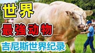 地表最強十大生物，第一名居然還獲得「金氏世界紀錄」的認證！大像只能排在倒數第二