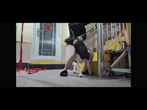 #mini pony#rider #Riding sheep  Hello everyone, I hope everyone likes my work❤️