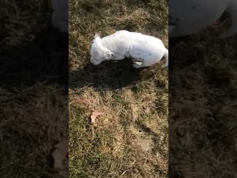 Beckett - Dalmatian puppy for sale