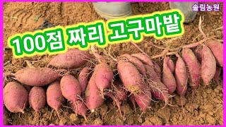 100점 짜리 고구마밭 감탄사 연발 연발~ 베니하루카,까 꿀고구마,밤고구마,자색고구마