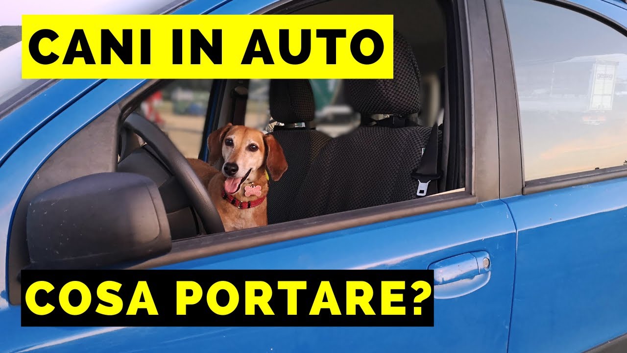 Accessori auto per CANI: cosa è davvero NECESSARIO?