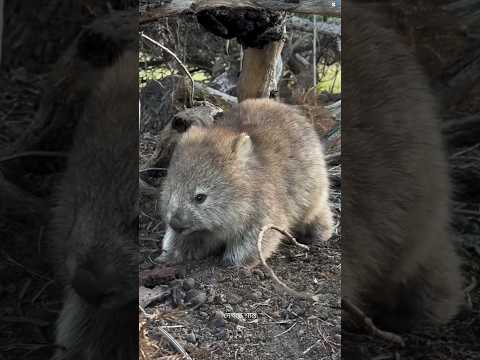 Why Predators Fear a Wombat's Backside! 🐾😳 #facts # #ytshorts #trending