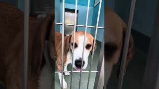 Video preview image #1 Beagle-Unknown Mix Puppy For Sale in Pasadena, CA, USA