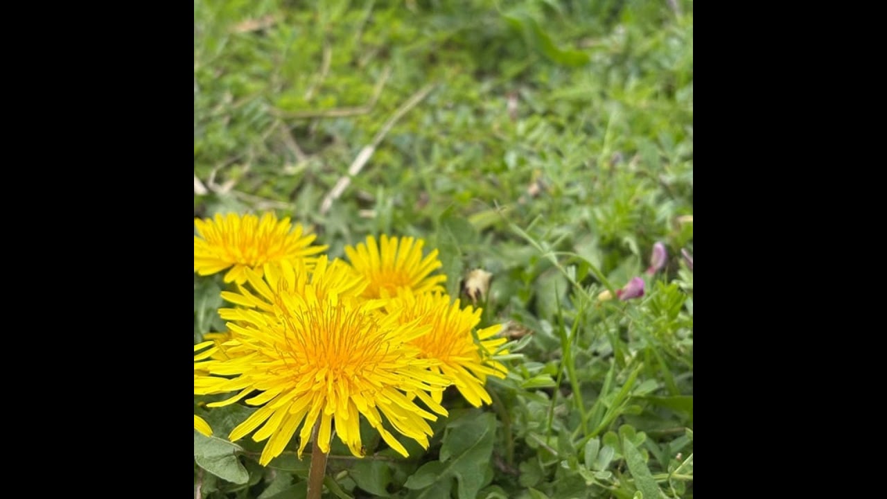 【お金×家×時間整えラジオ】#64 インスタライブお休み中