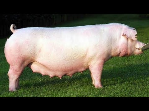 , title : 'American Landrace Pig | Facts | All You Need To Know'