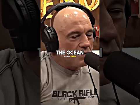 Joe Rogan Reacts on Black Sea Ships