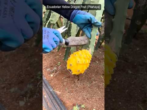 Ecuadorian Yellow Dragon Fruit (Pitahaya) Harvesting #farming @RomFarm