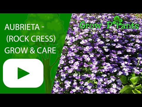 YouTube video about: Where to buy rock cress plants?